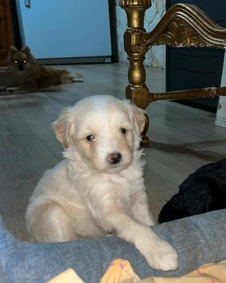 Cuccioli di Pomapoo