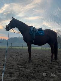 Cavallo