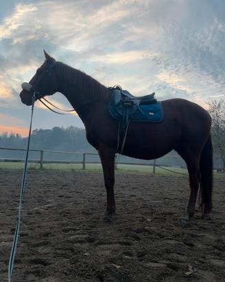 Cavallo