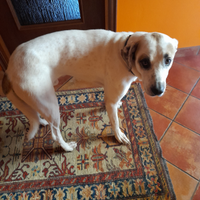 Cane grande da adottare