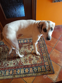 Cane grande da adottare