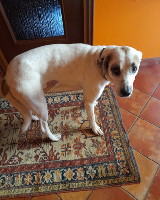 Cane grande da adottare