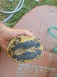 Testudo Hermanni Hermanni maschio