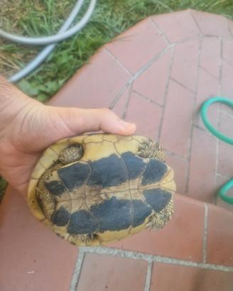 Testudo Hermanni Hermanni maschio