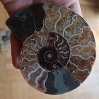 Fossili