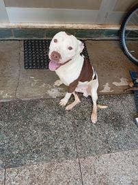 Argo Pitbull rednose