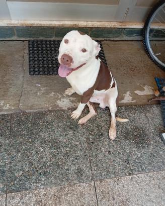 Argo Pitbull rednose
