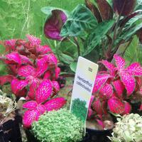 Piante acquatiche per acquario