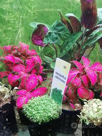 Piante acquatiche per acquario