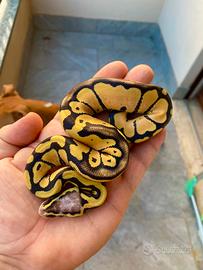 Pitone reale femmina pastel desert ghost