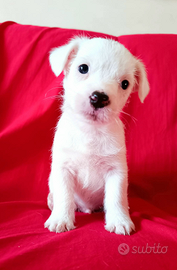 Cucciolo di Jack russell