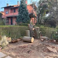 Grandi tronchi di faggio, ideali per il giardino