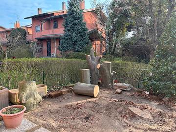 Grandi tronchi di faggio, ideali per il giardino