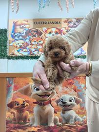 Barboncino toy red maschio anche a rate