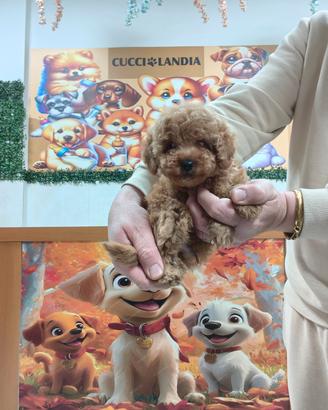 Barboncino toy red maschio anche a rate