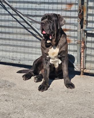 Mastino napoletano