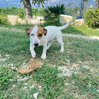 Cuccioli Jack Russel con Pedigree