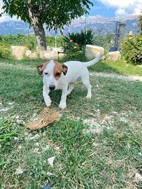 Cuccioli Jack Russel con Pedigree