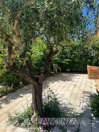 Villetta a schiera di testa con giardino privato e