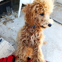 Cucciolo di barboncino