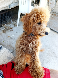 Cucciolo di barboncino