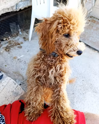 Cucciolo di barboncino