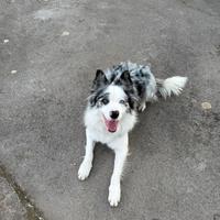 Border collie maschio