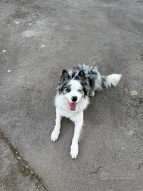 Border collie maschio