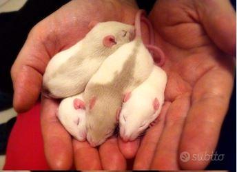 Cuccioli di ratto