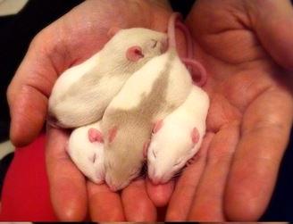 Cuccioli di ratto