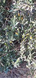 Oliveto