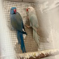 Parrocchetti dal collare