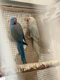 Parrocchetti dal collare