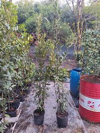 Alloro laurus nobilis in vaso