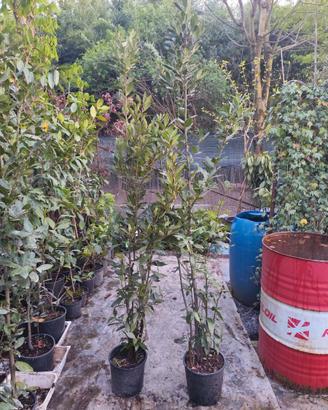 Alloro laurus nobilis in vaso