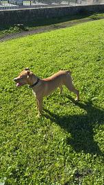 Pitbull femmina 7 mesi