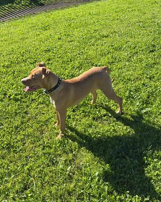 Pitbull femmina 7 mesi