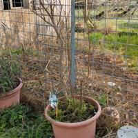 Pianta Melograno 50 euro