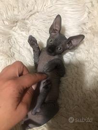 NO PELO Canadian Sphynx 