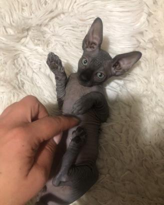 NO PELO Canadian Sphynx 