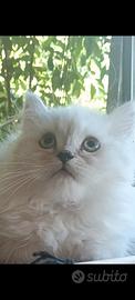 Gattino persiano