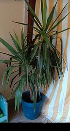 pianta di yucca