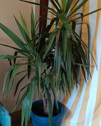 pianta di yucca