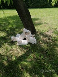 Cuccioli di razza maltese con pedigree enci