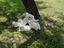 Immagine 1