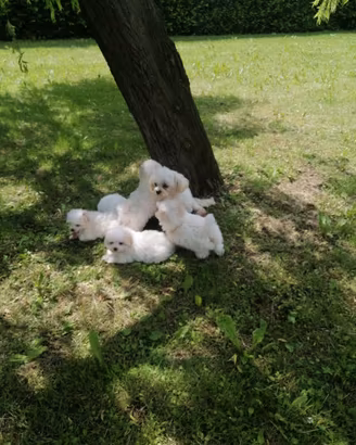 Cuccioli di razza maltese con pedigree enci
