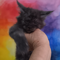 Maine Coon Smoke