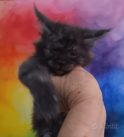 Maine Coon Smoke