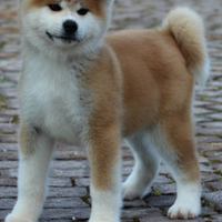 Cuccioli da allevamento Akita inu