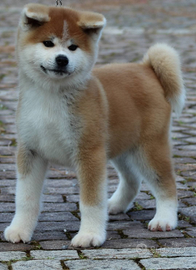 Cuccioli da allevamento Akita inu